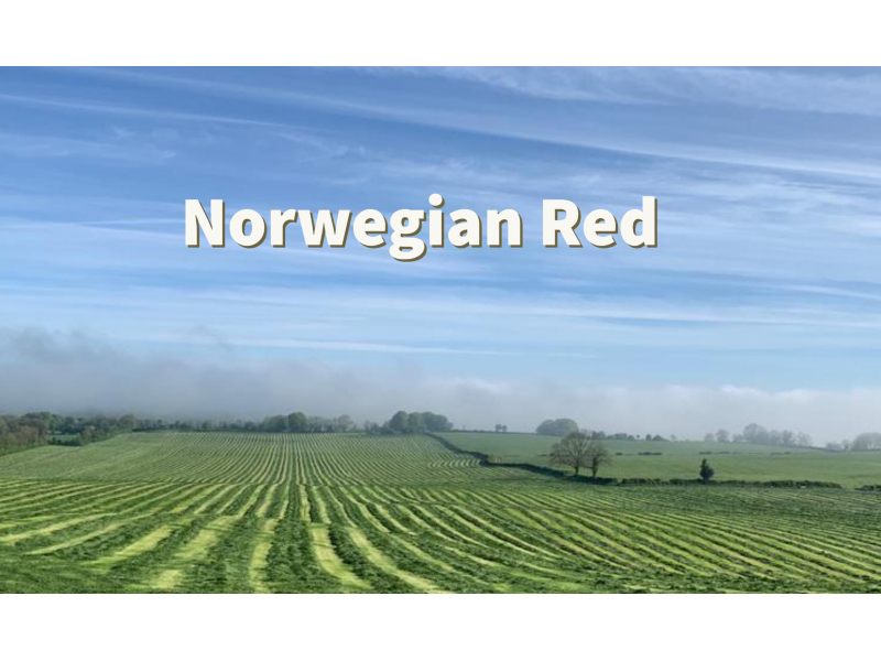 norwegian-red