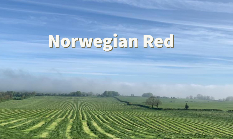 norwegian-red