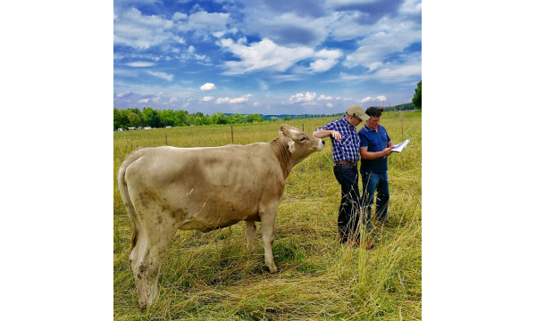 Understanding cattle terminology