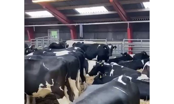 Organic in-calf heifers that we sourced in Denmark !