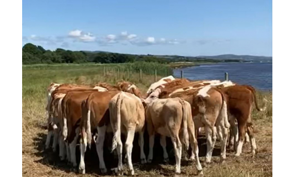 Pedigree Fleckvieh heifer calves recently imported from Austria