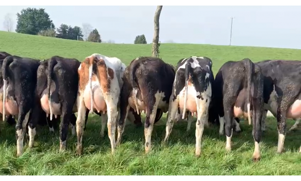25 High Quality Calved Heifers
