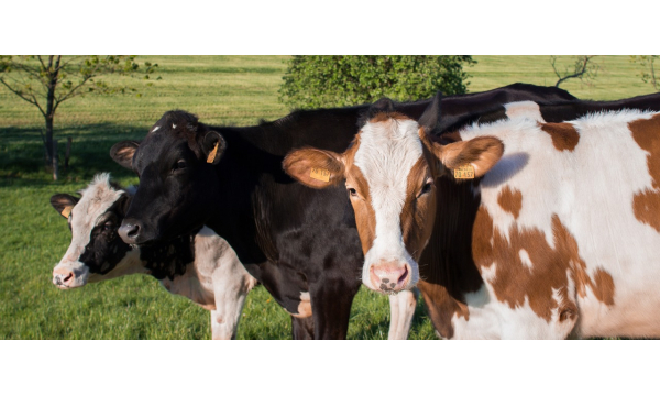 Ketosis in Cattle: A Costly Threat to dairy production
