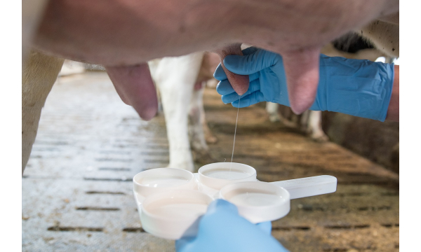 How to achieve high milk production? "Mastitis: How to prevent"