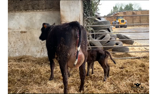 New born Jersey Crossbred Calf