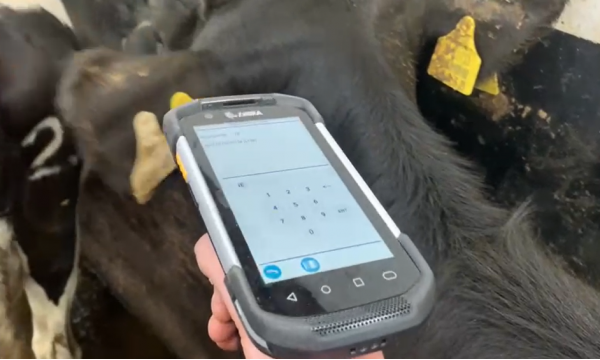 Scanning our animals eartags before a delivery