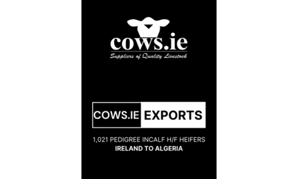 The Biggest Export to Date for Cows.ie