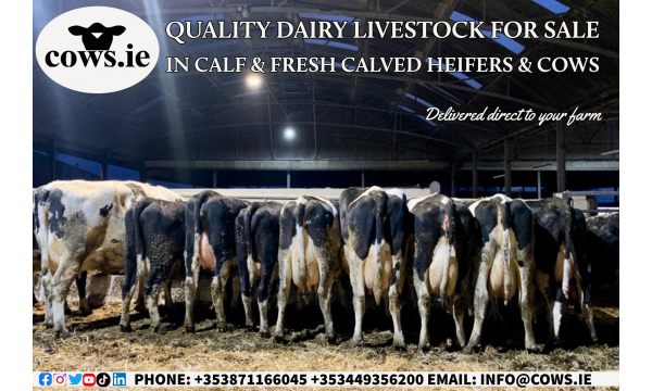 Fresh Calved & In Calf Heifers